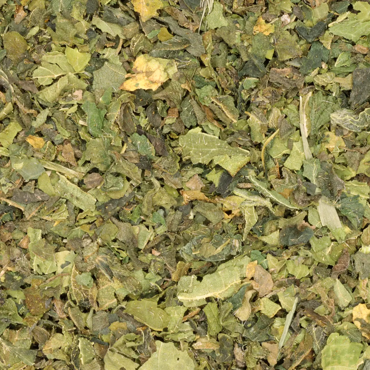 Brandnetel - biologische kruiden