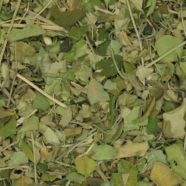 Moringa - biologische kruiden