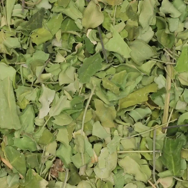 Moringa - biologische kruiden