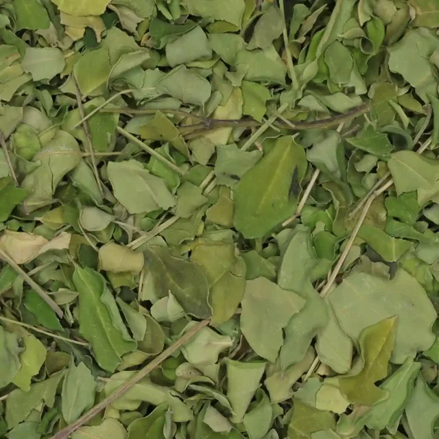 Moringa - biologische kruiden