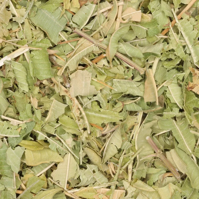 Citroenverbena / verveïne - biologische kruiden