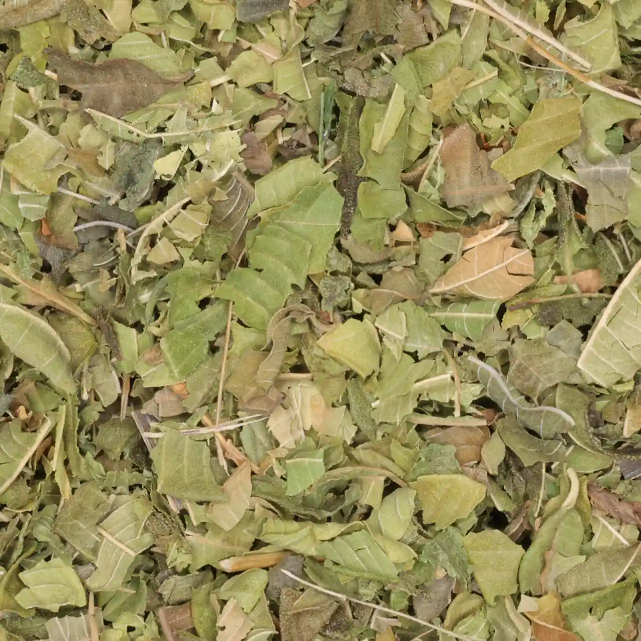 Citroenverbena / verveïne - biologische kruiden