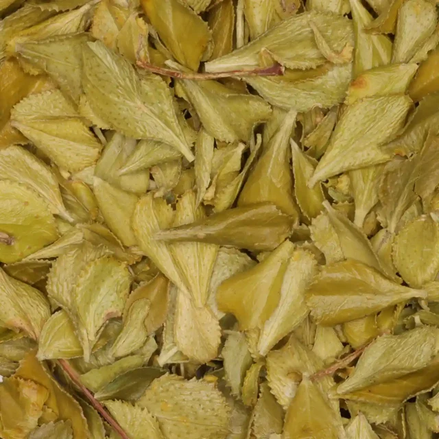 Buchu - biologische kruiden