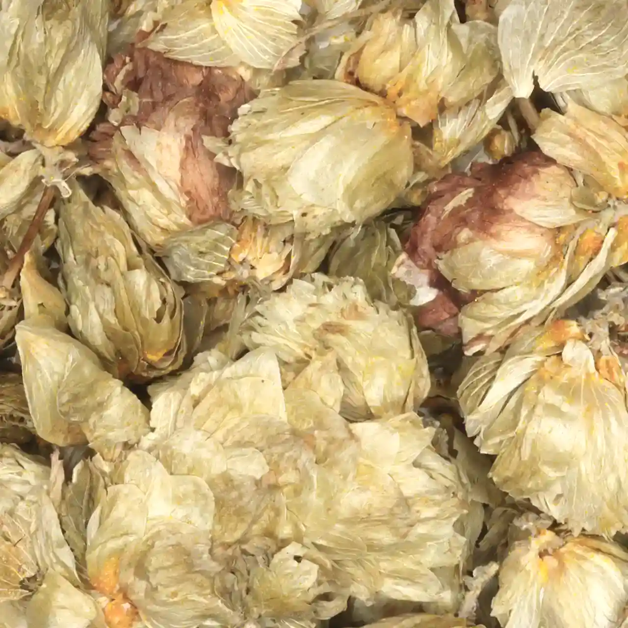 Hopbellen - biologische kruiden