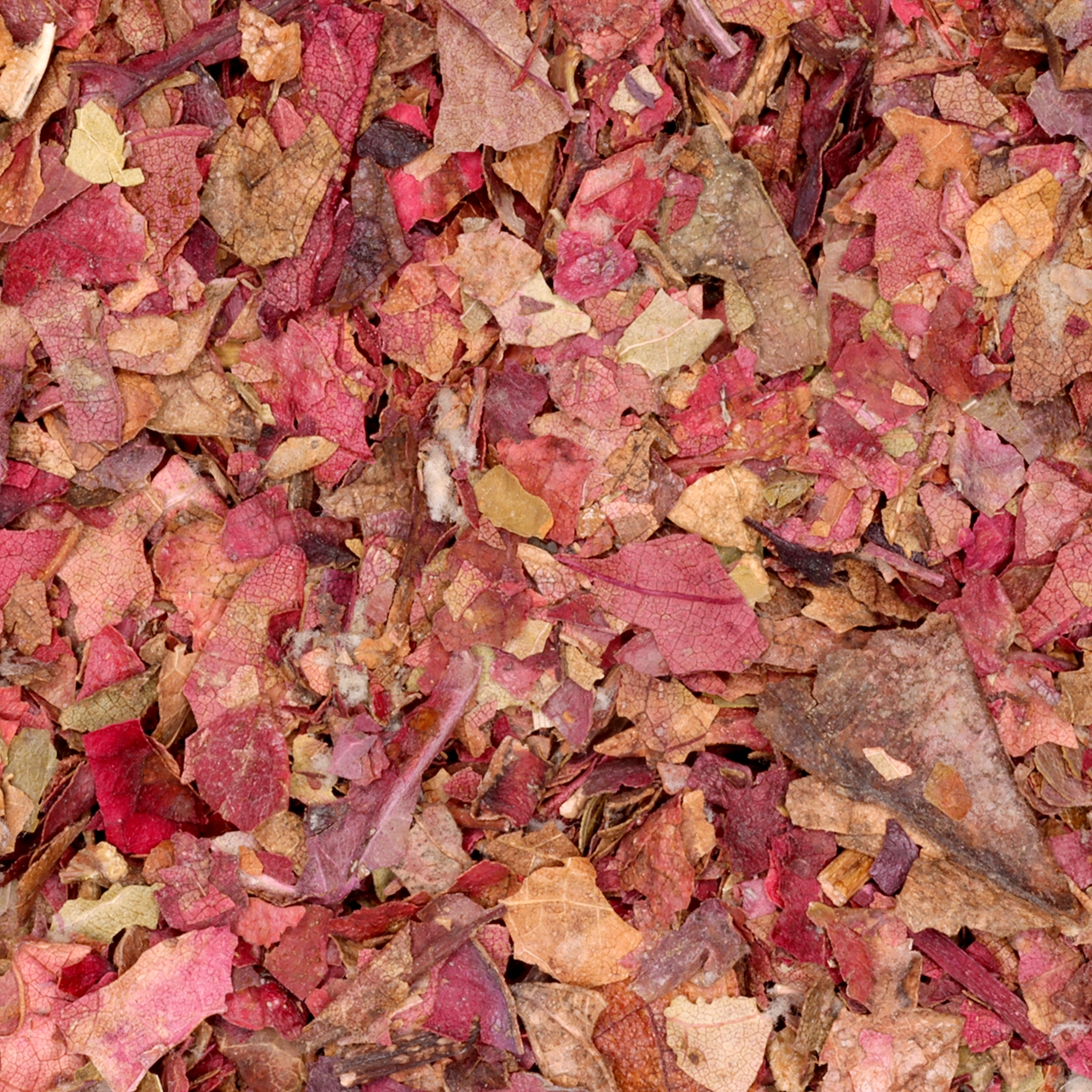 Druivenblad rood- biologische kruiden