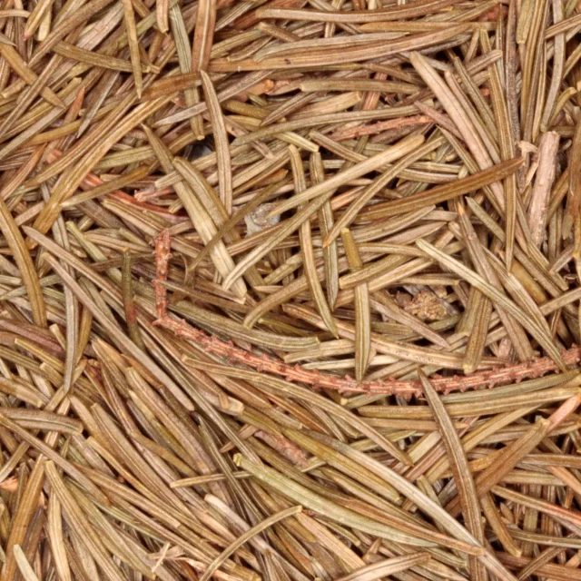 Sparrennaalden - biologische kruiden