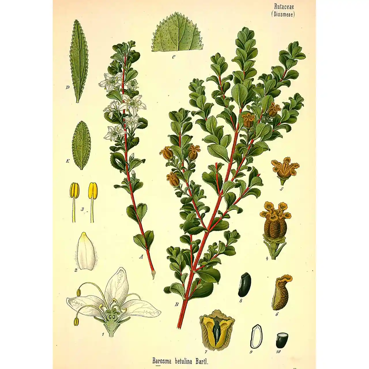 Buchu - Agathosma betulina - Biologische tekeningen