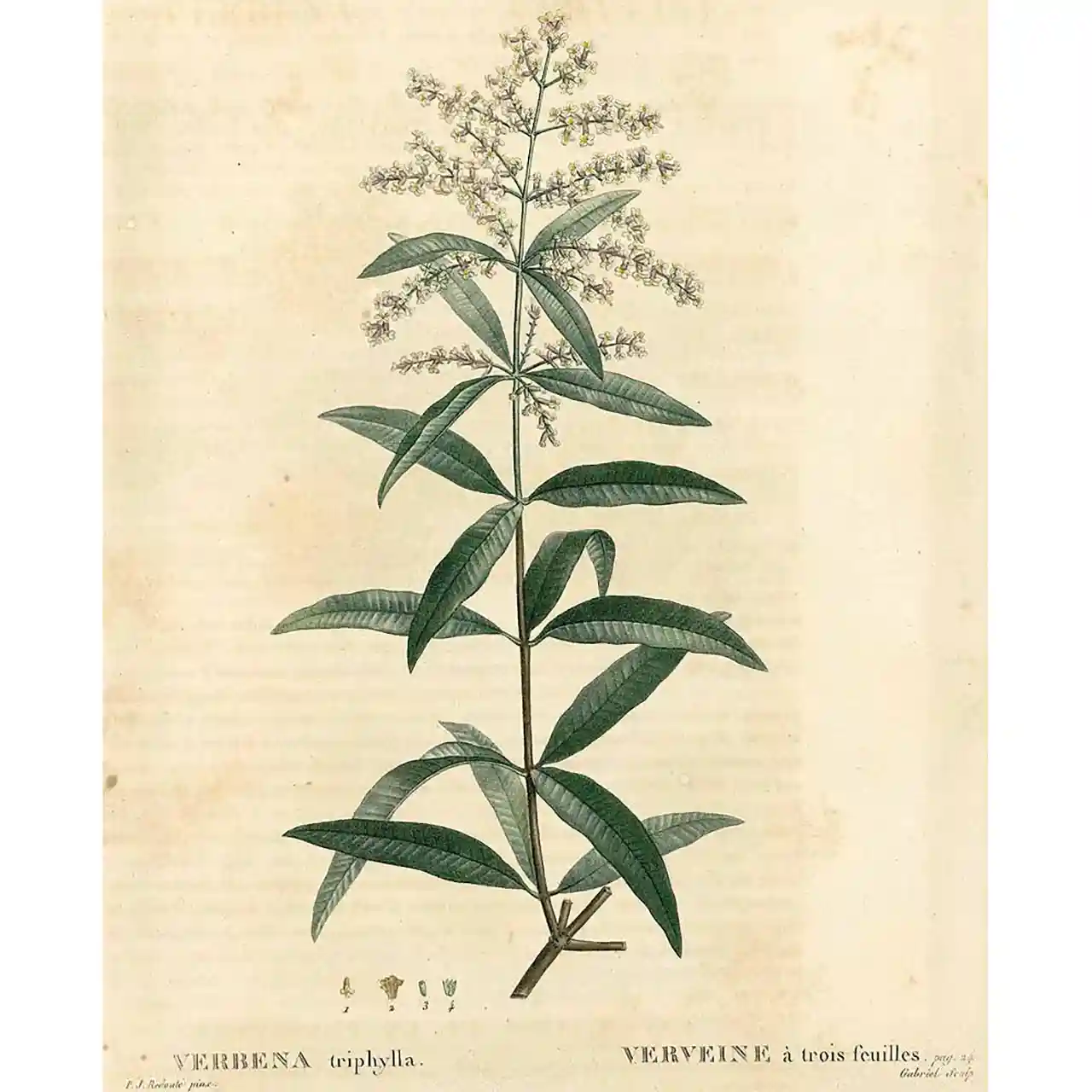 Citroenverbena - Aloysia citriodora - Biologische tekeningen