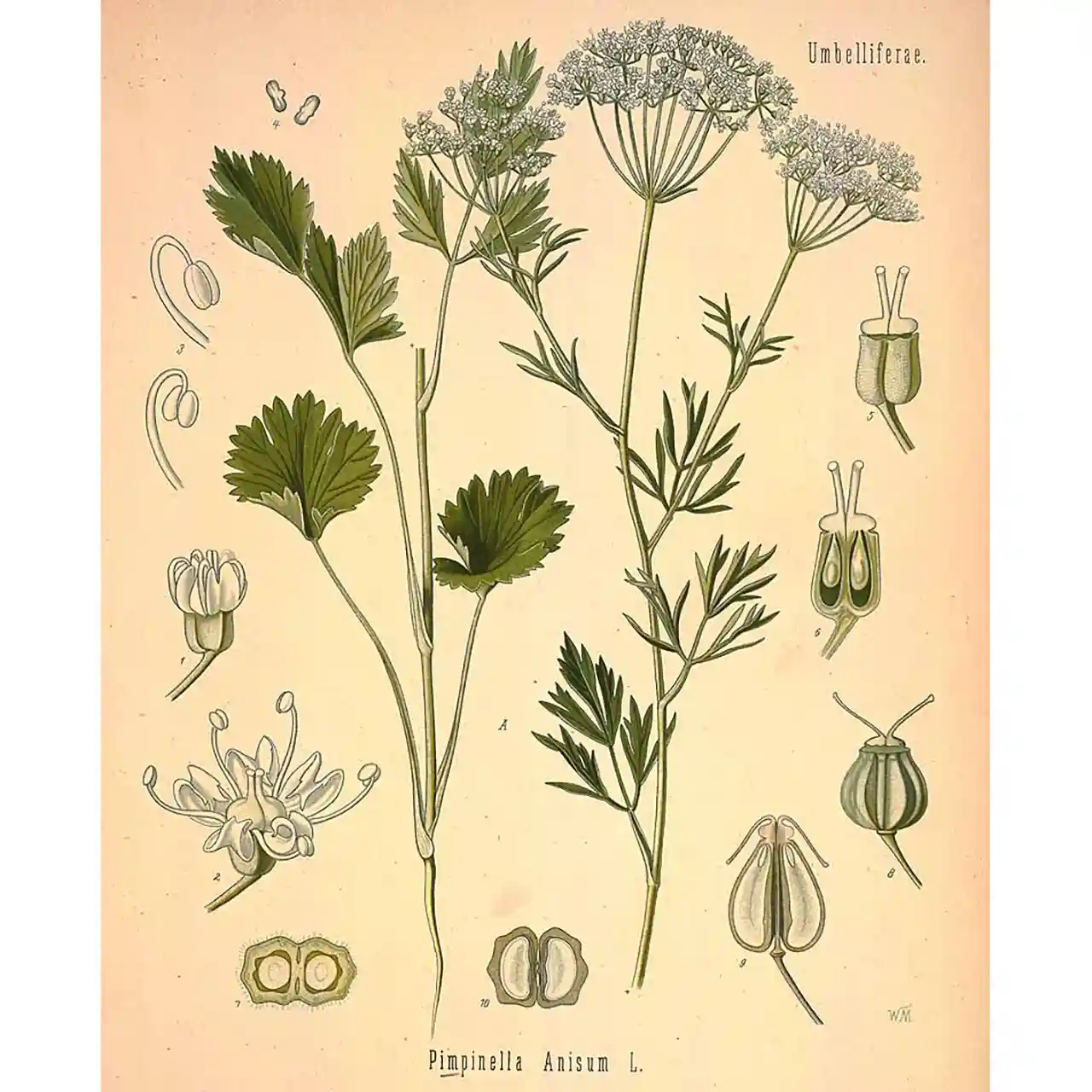 Anijs - Pimpinella anisum - Botanische tekeningen