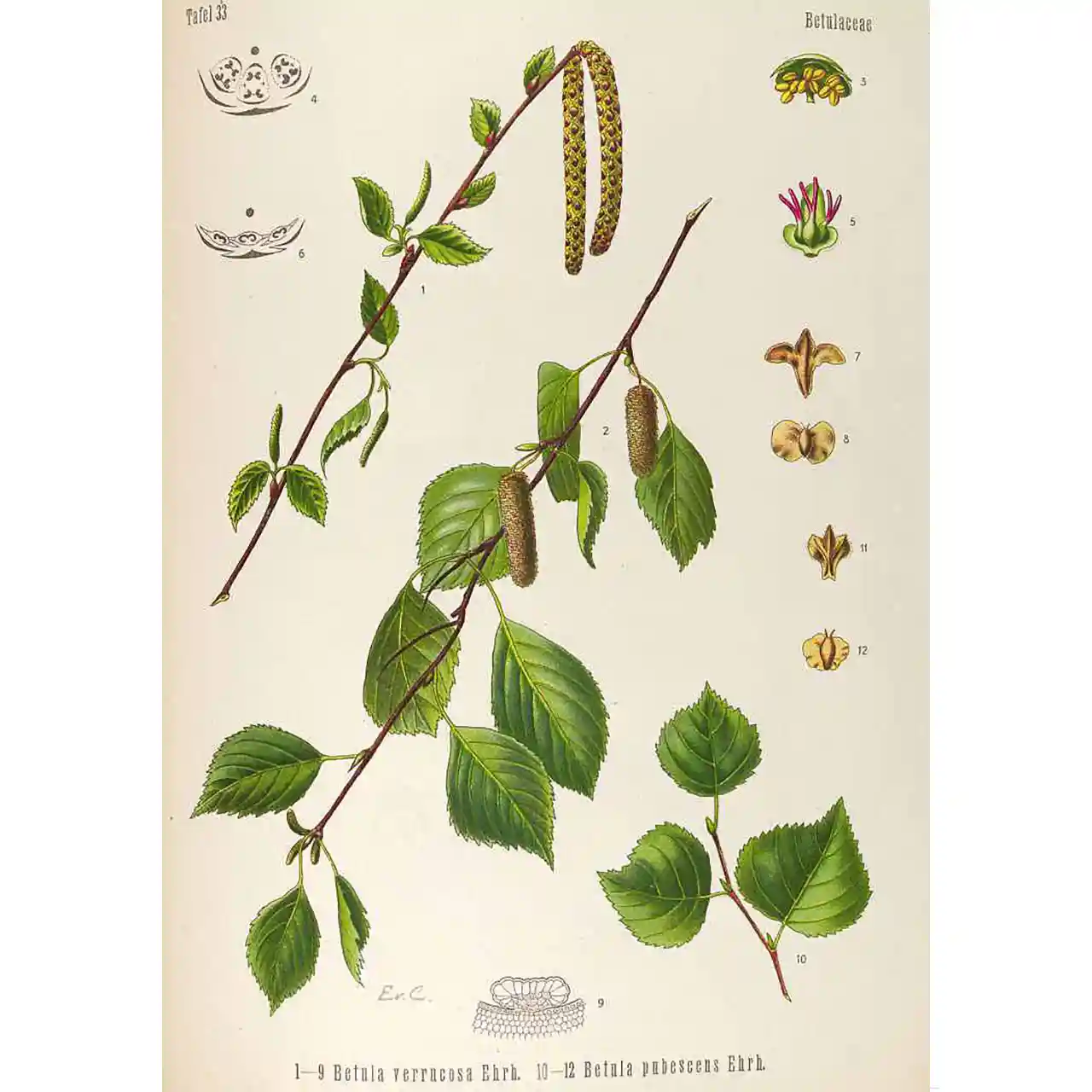Berk - Betula pendula / pubescencs - Biologische tekeningen