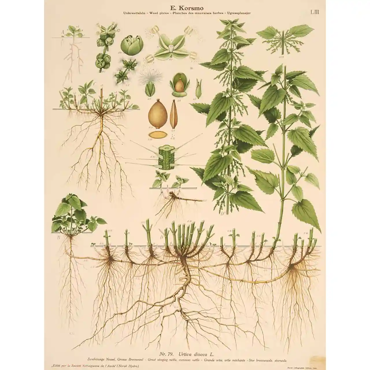 Brandnetel - Urtica dioica - Biologische tekeningen