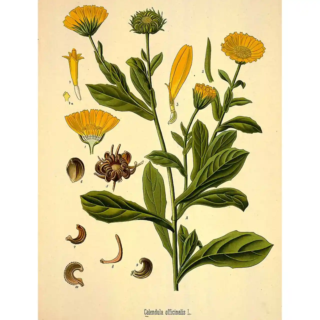 Goudsbloem - Calendula officinalis - Biologische tekeningen
