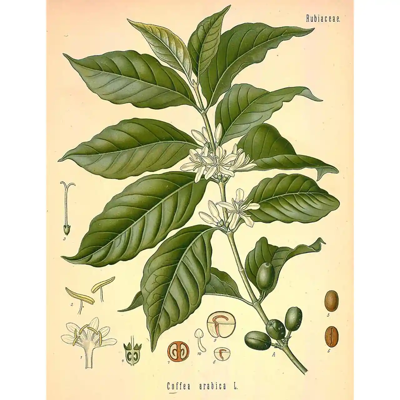 Cascara - Coffea arabica - Biologische tekeningen