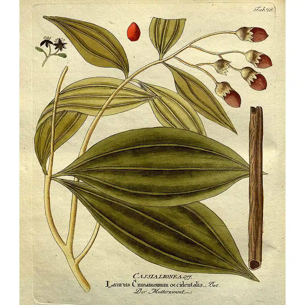 Ceylon kaneel - Cinnamomum verum - Biologische tekeningen