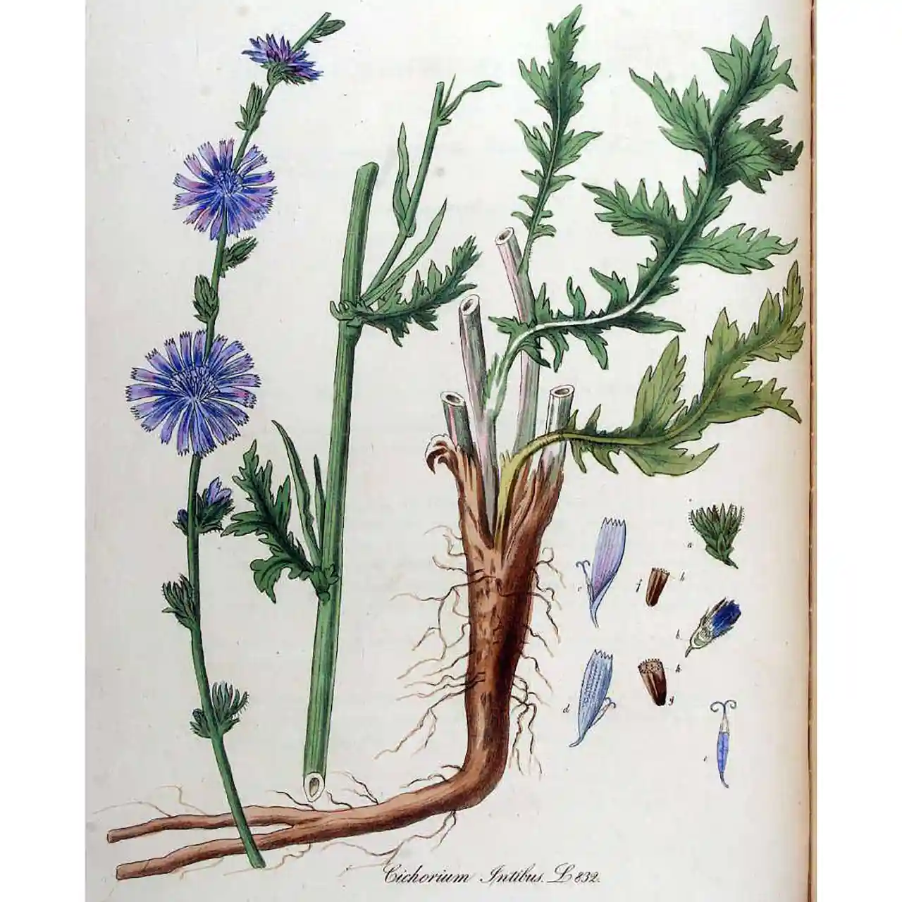 Chichorei - Cichorium intybus - Biologische tekeningen