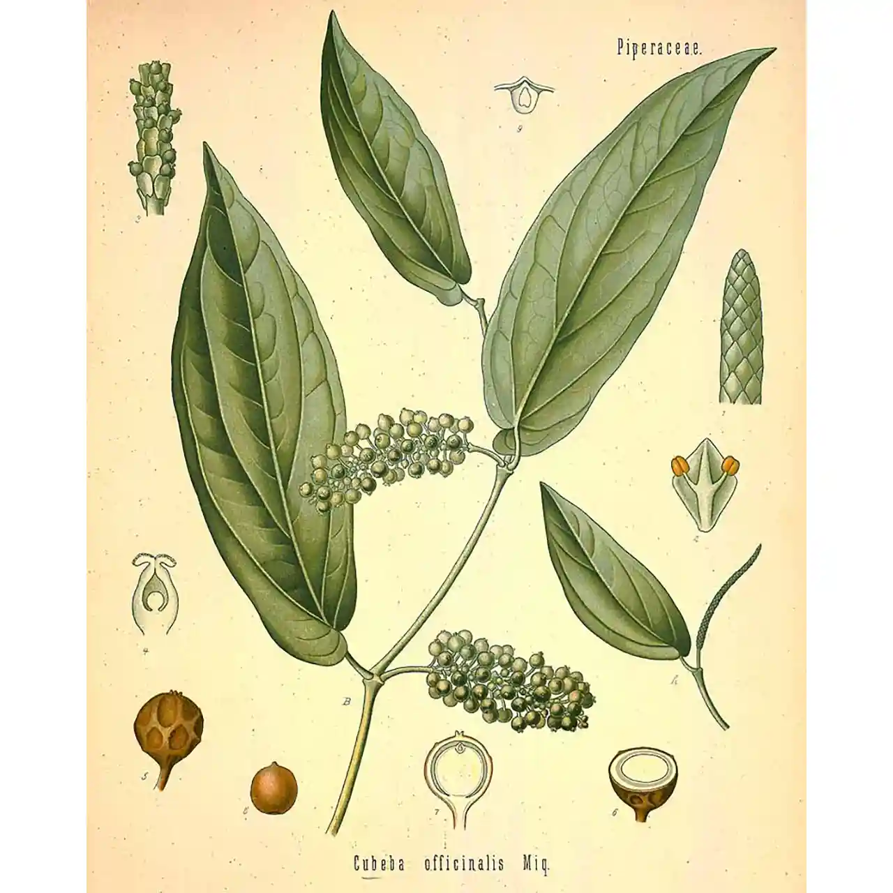 Cubebe peper - Piper cubeba - Biologische tekeningen