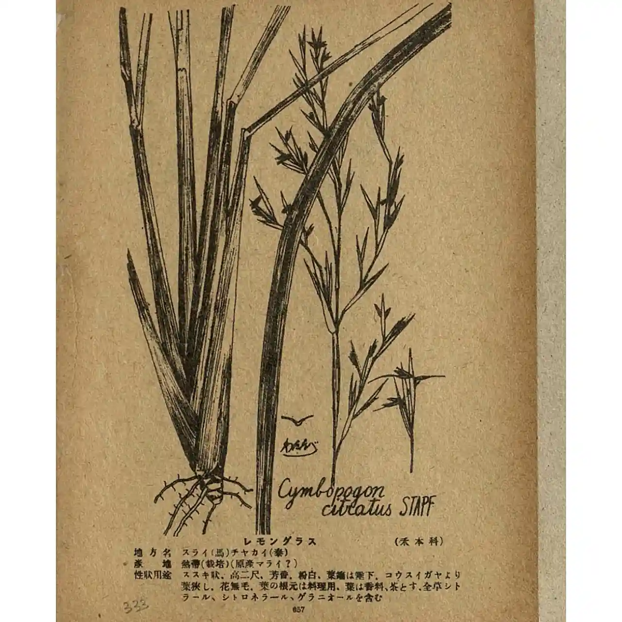 Citroengras - Cymbopogon citratus - Biologische tekeningen