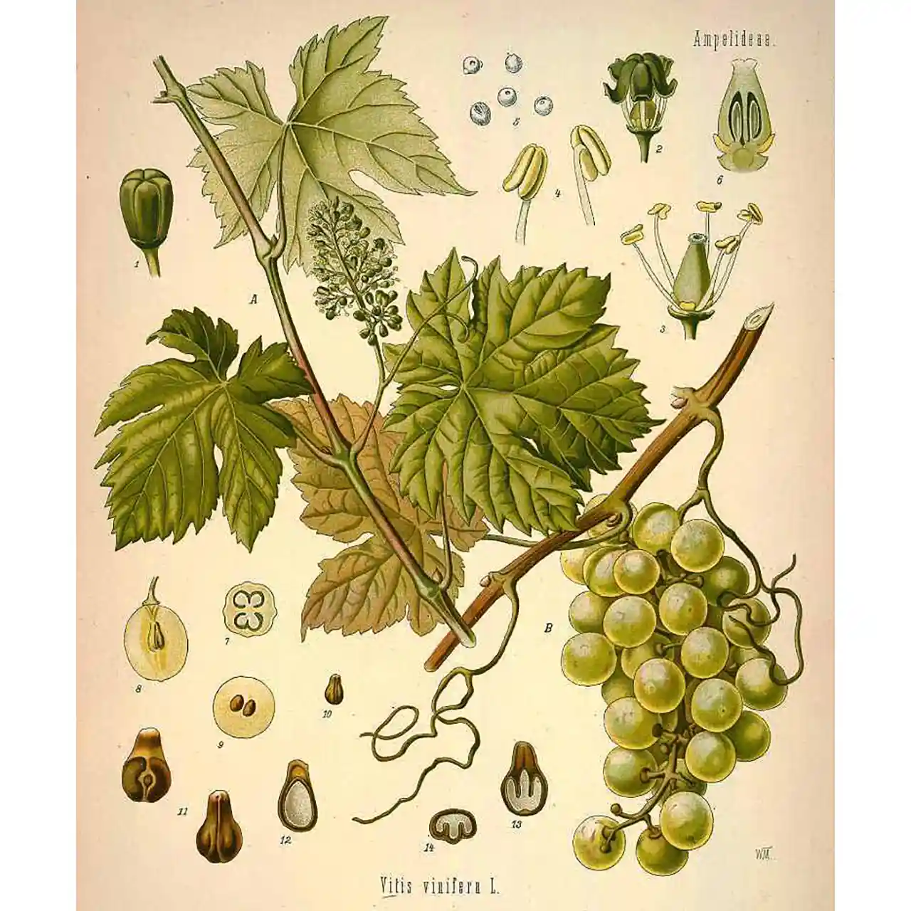Druif - Vitis vinifera - Biologische tekeningen