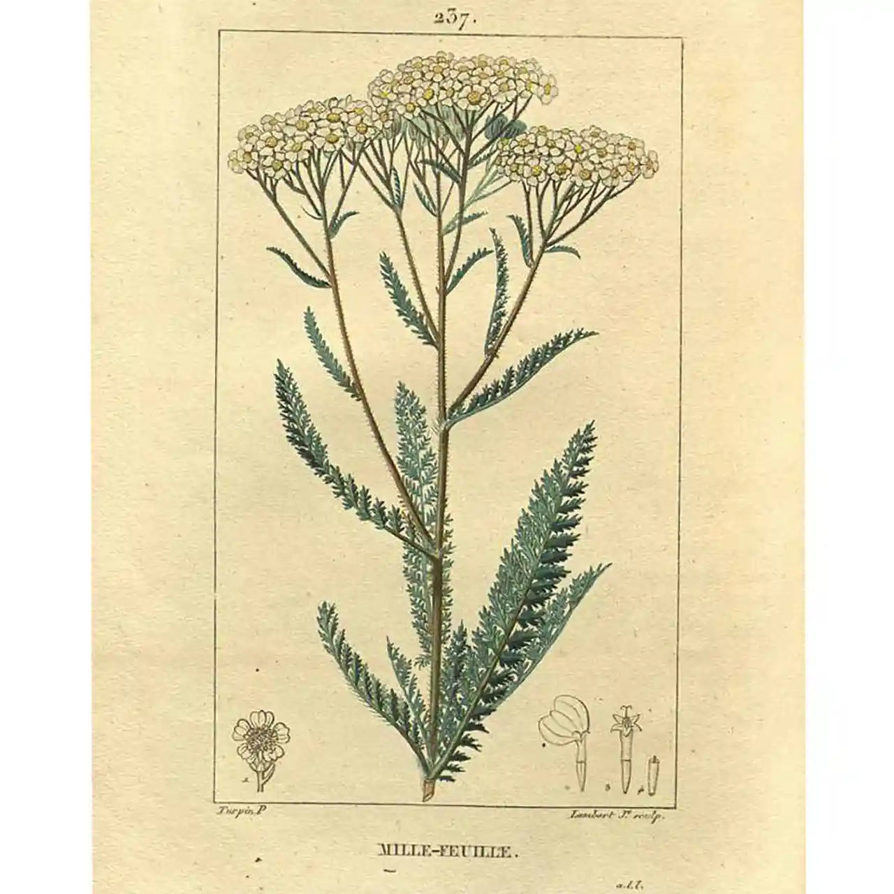 Duizenblad - Achillea millefolium - Biologische tekeningen