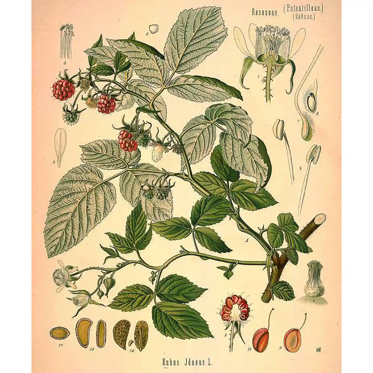 Framboos - Rubus idaeus - Biologische tekeningen