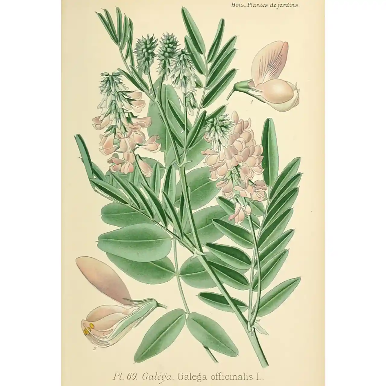 Galega - Galega officinalis - Biologische tekeningen