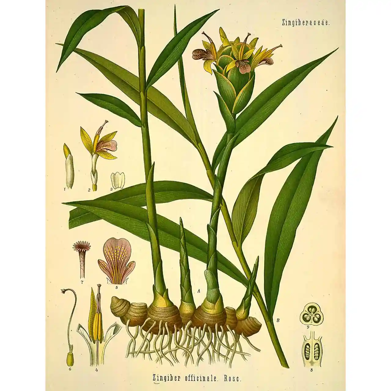 Gember - Zingiber officinale - Biologische tekeningen