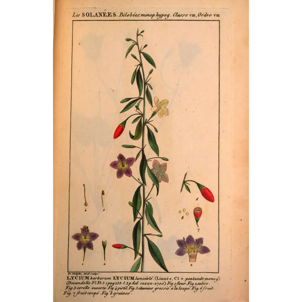 Goji - Lycium barbarum - Biologische tekeningen