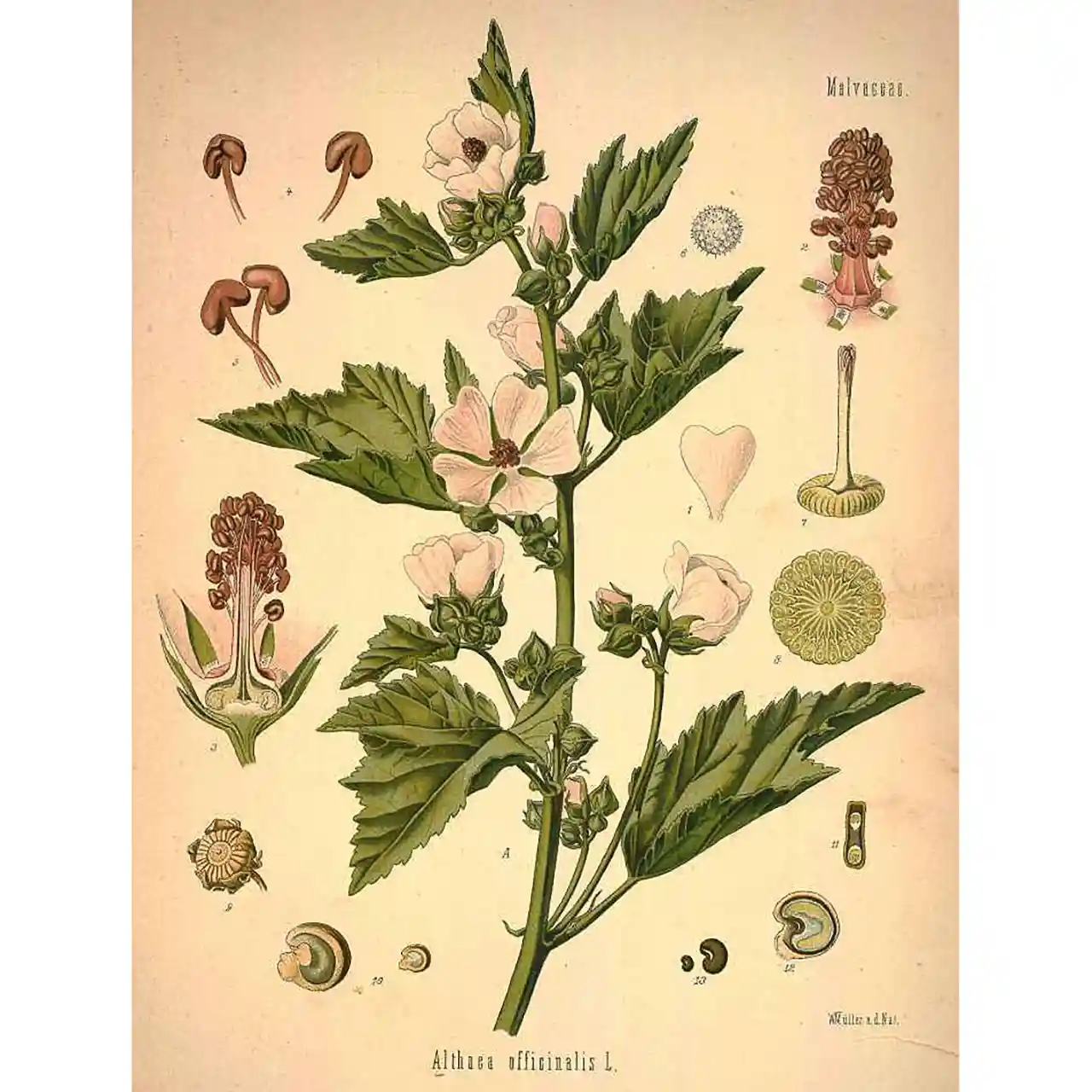 Heemst - Althaea officinalis - Biologische tekeningen