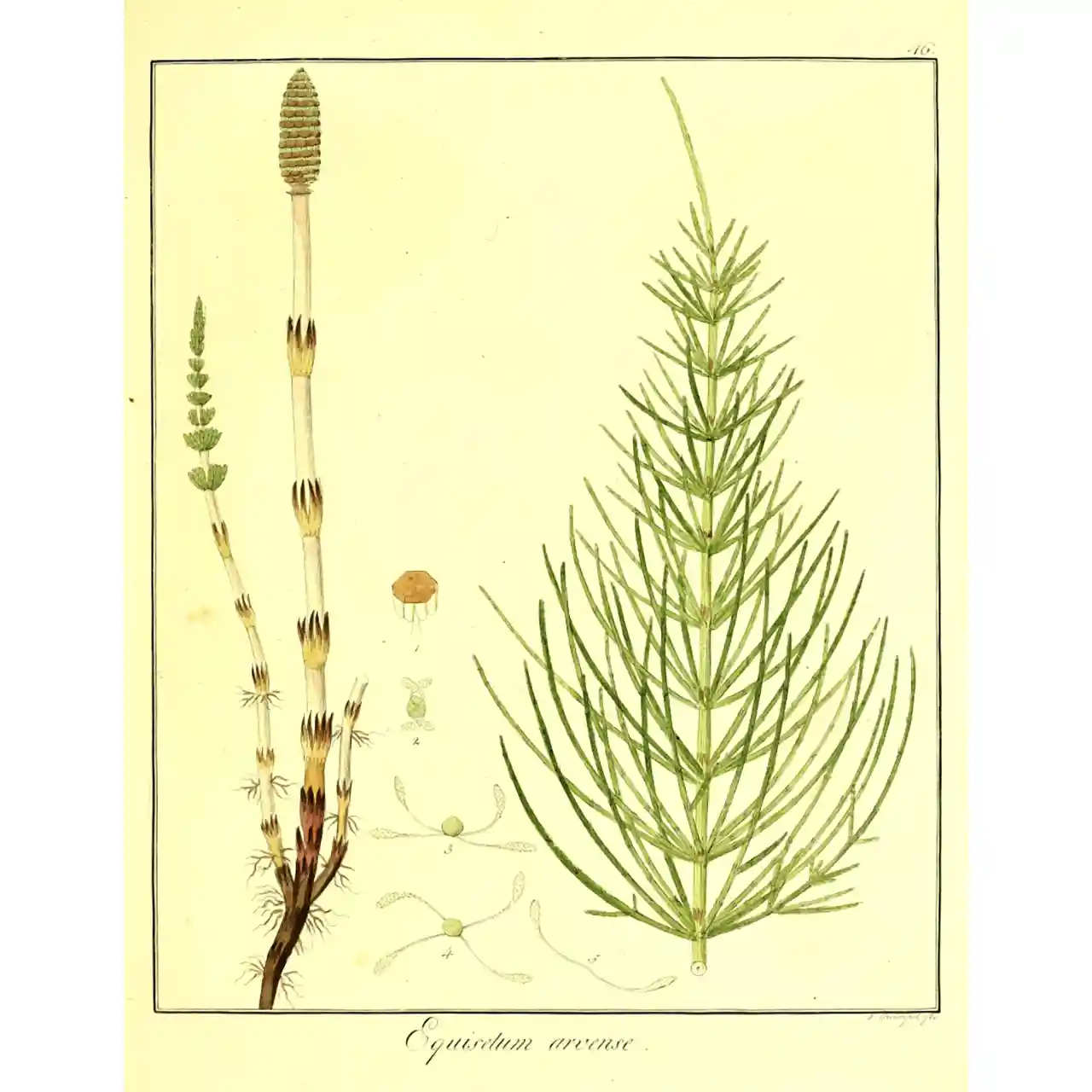 Heermoes - Equisetum arvense - Biologische tekeningen