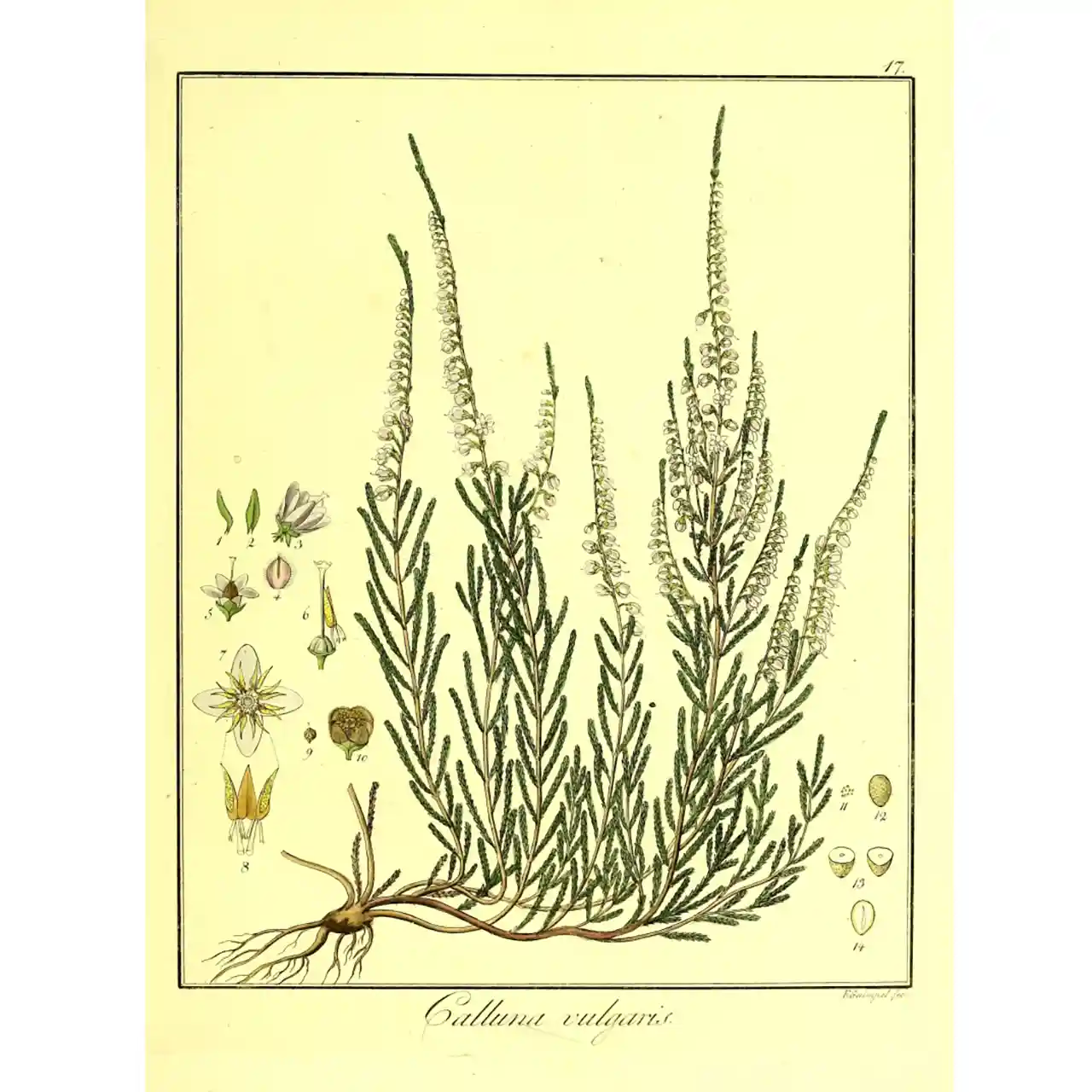 Heide - Calluna vulgaris - Biologische tekeningen
