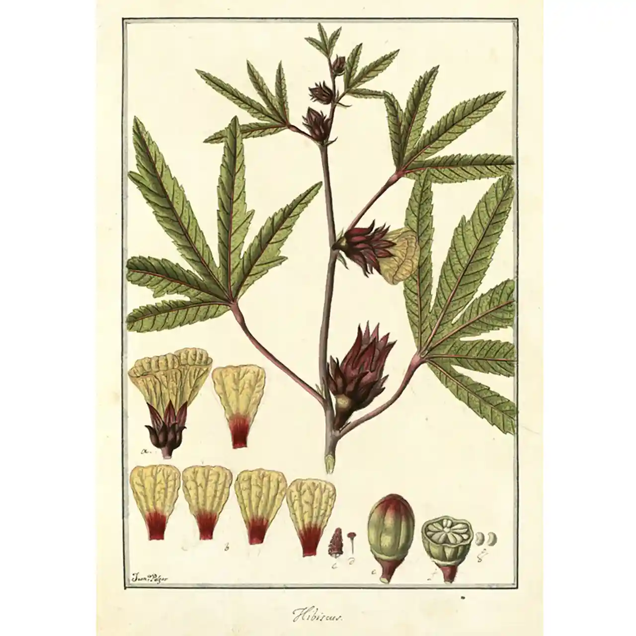 Hibiscus - Hibiscus sabdariffa - Biologische tekeningen