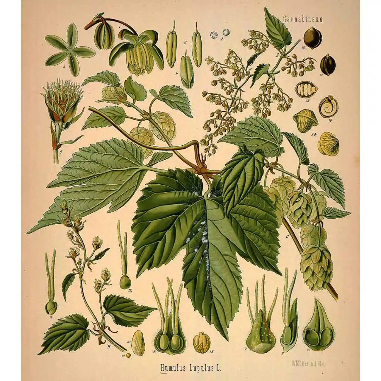Hop - Humulus lupulus - Biologische tekeningen