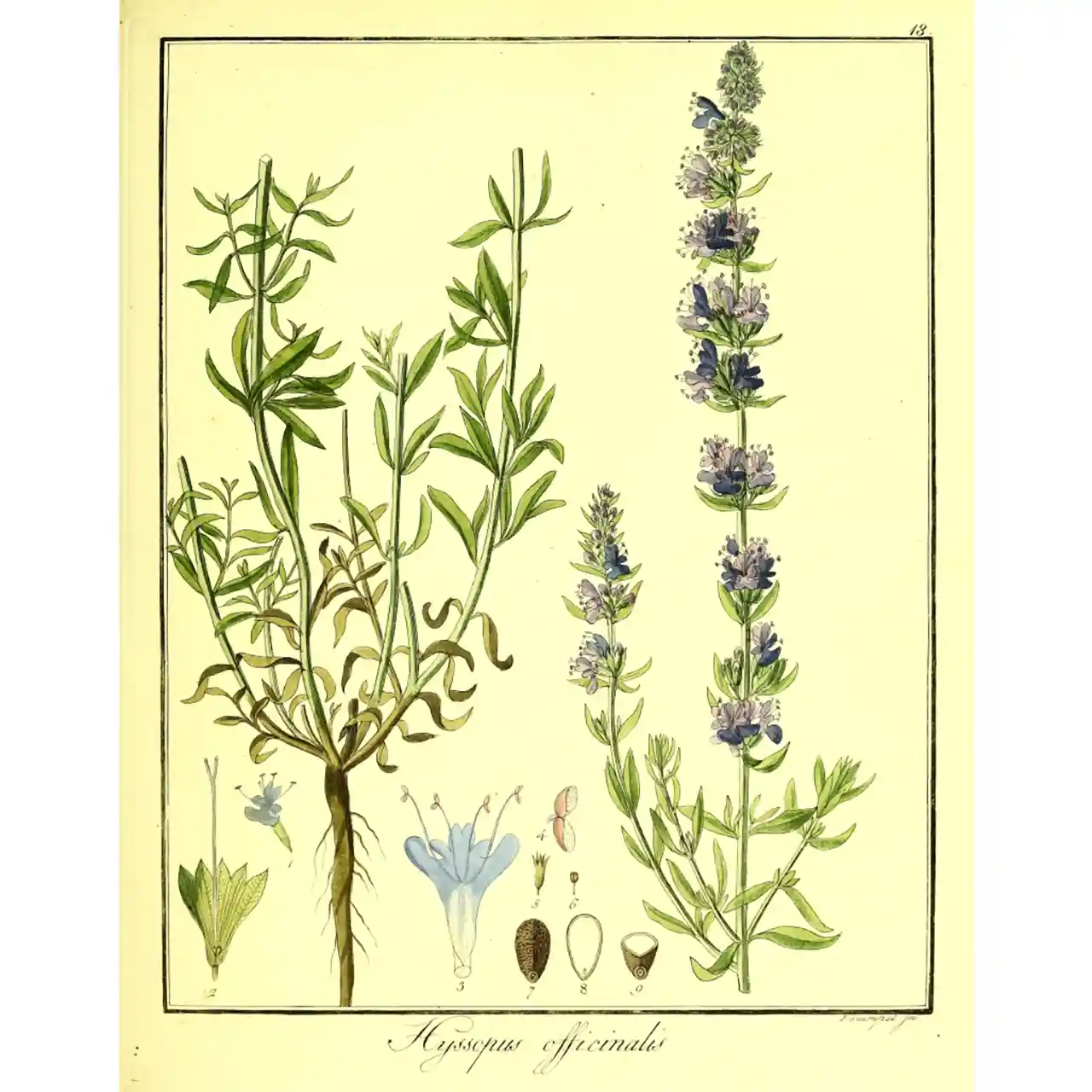 Hysop - Hyssopus officinalis - Biologische tekeningen