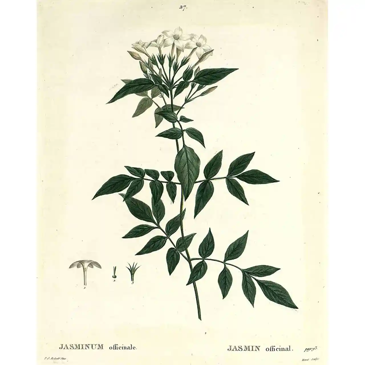 Jasmijn - Jasminum officinale - Biologische tekeningen
