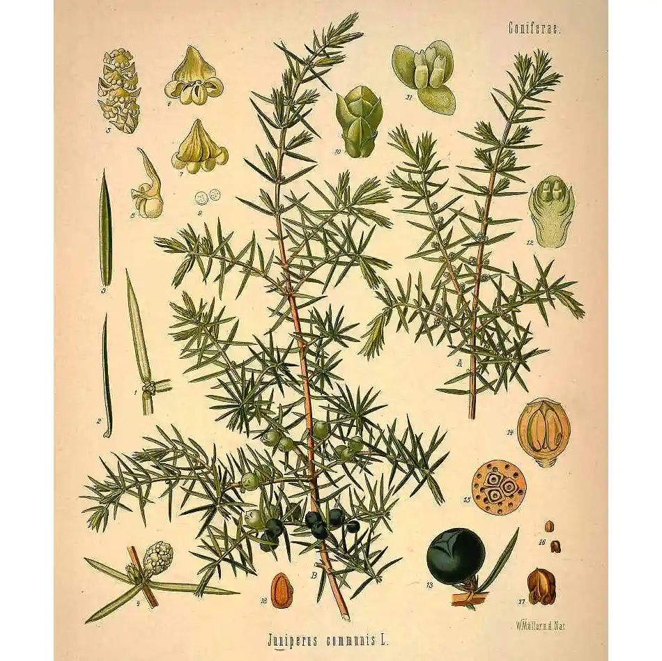 Jeneverbes - Juniperus communis - Biologische tekeningen