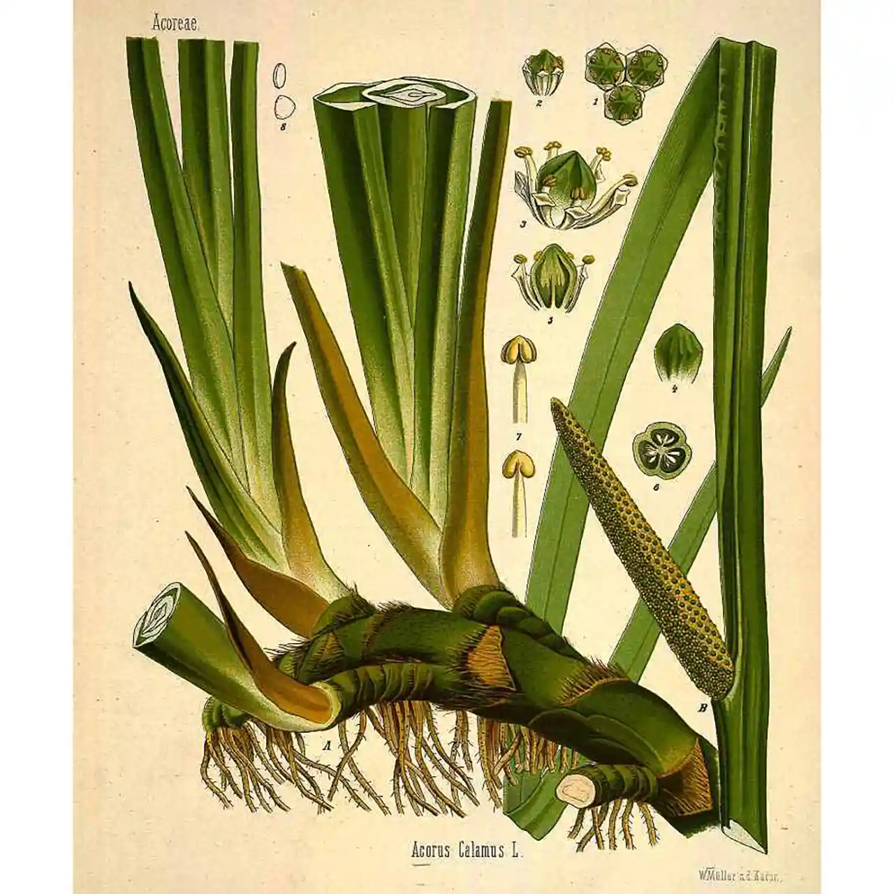 Kalmoes - Acorus calamus - Biologische tekeningen