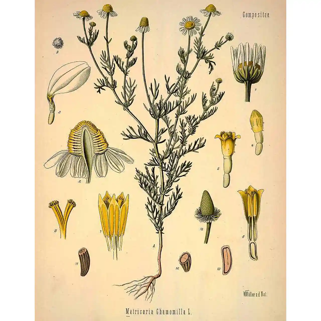 Kamille - Maricaria chamomilla - Biologische tekeningen