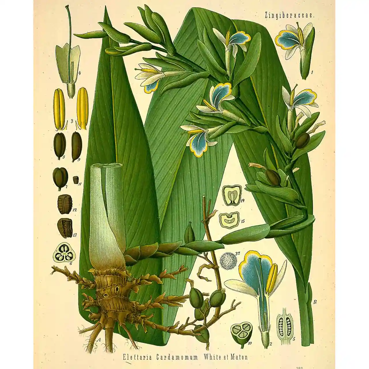 Kardemom - Elettaria cardamomum - Biologische tekeningen