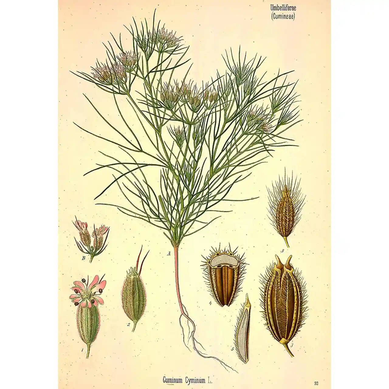 Komijnzaad - biologische specerijen - Afbeelding 2