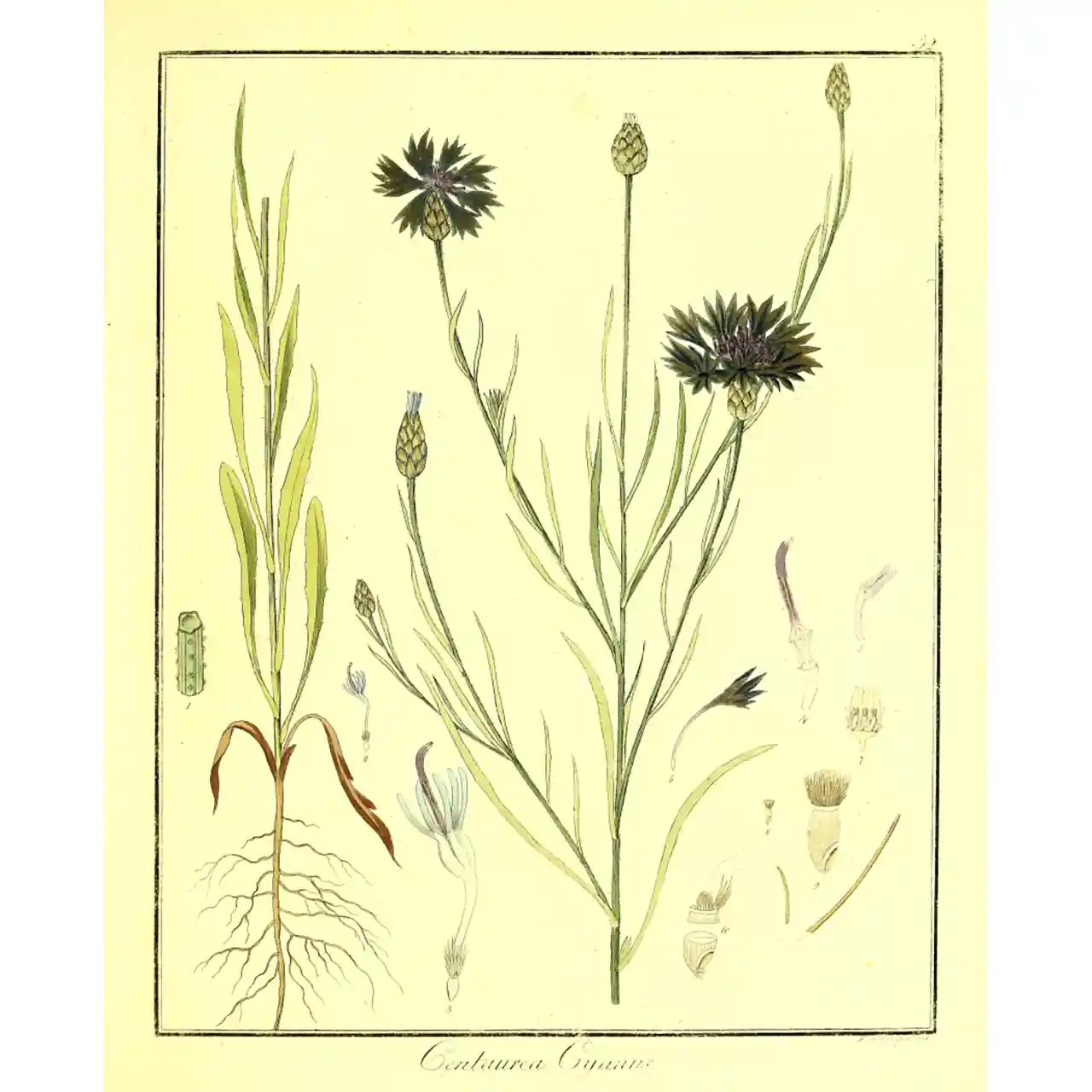 Korenbloem - Centaurea cyanus - Biologische tekeningen