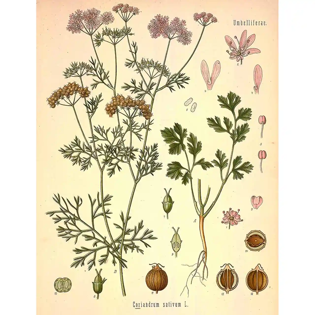 Koriander - Coriandrum sativum - Biologische tekeningen