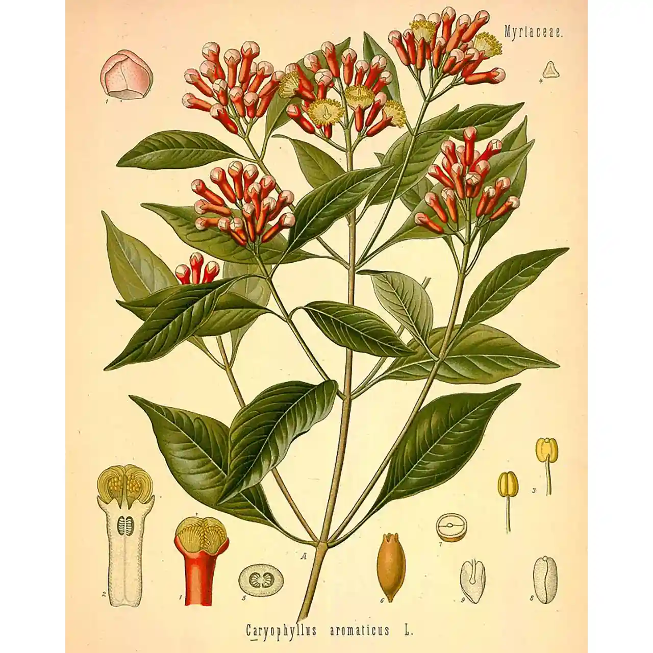 Kruidnagel - Syzygium aromaricum - Biologische tekeningen