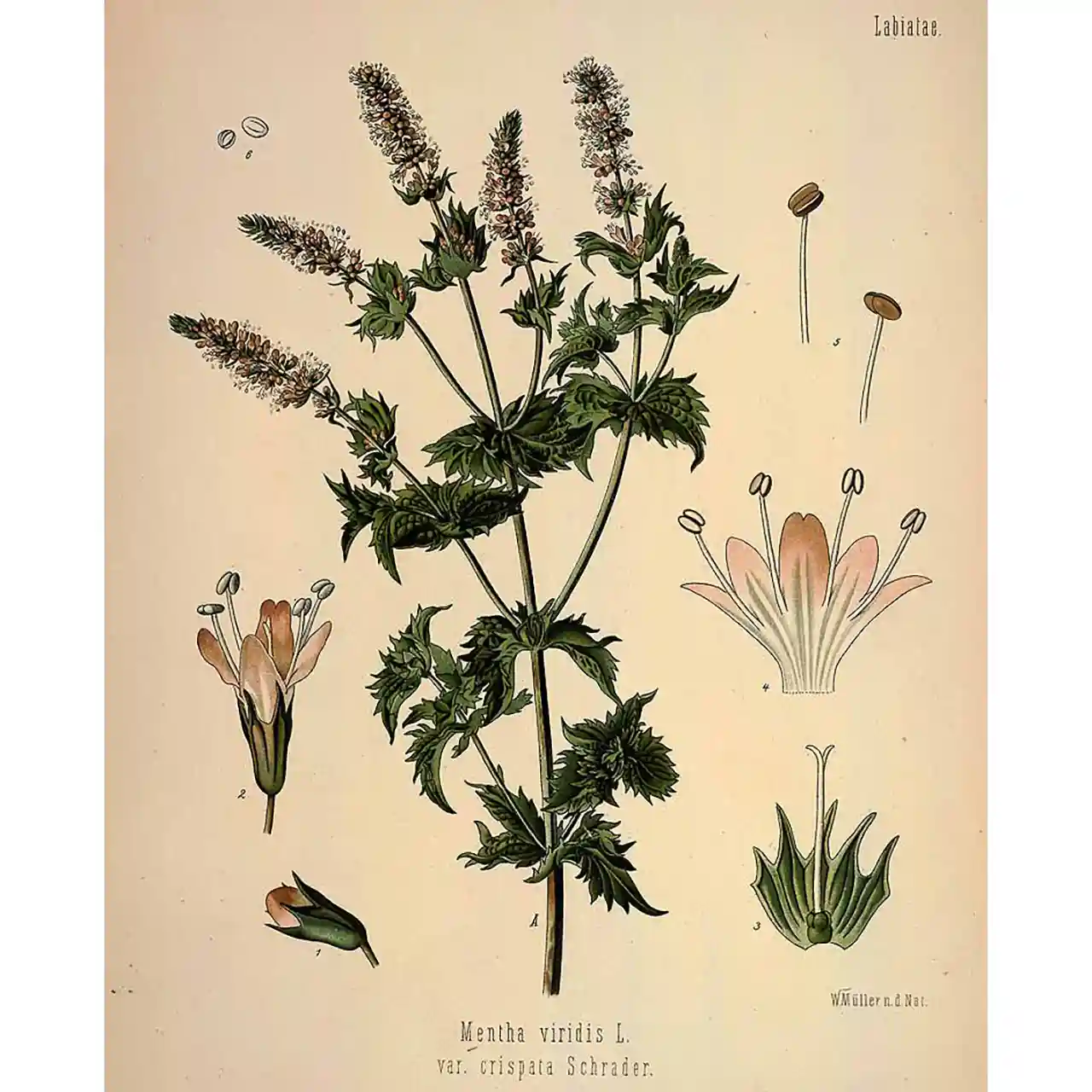 Kruizemunt - Mentha spicata - Biologische tekeningen