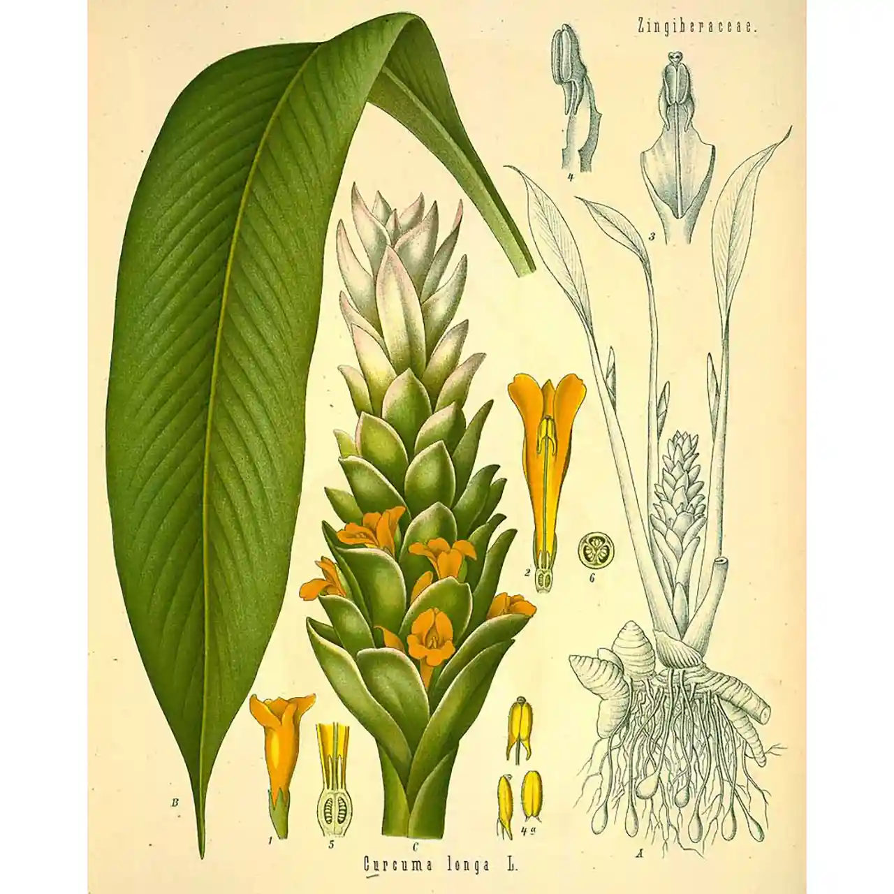 Kurkuma - Curcuma longa - Biologische tekeningen
