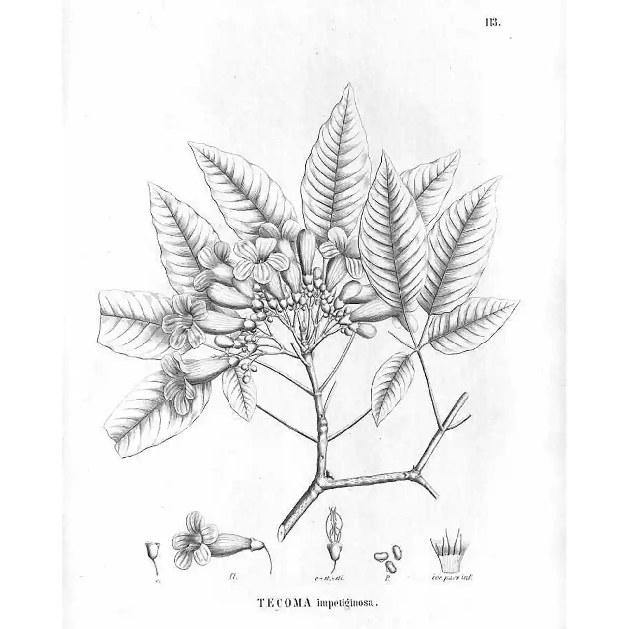 Lapacho - Handroanthus impetiginosus - Biologische tekeningen