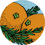 rosenrot-orange-1280px