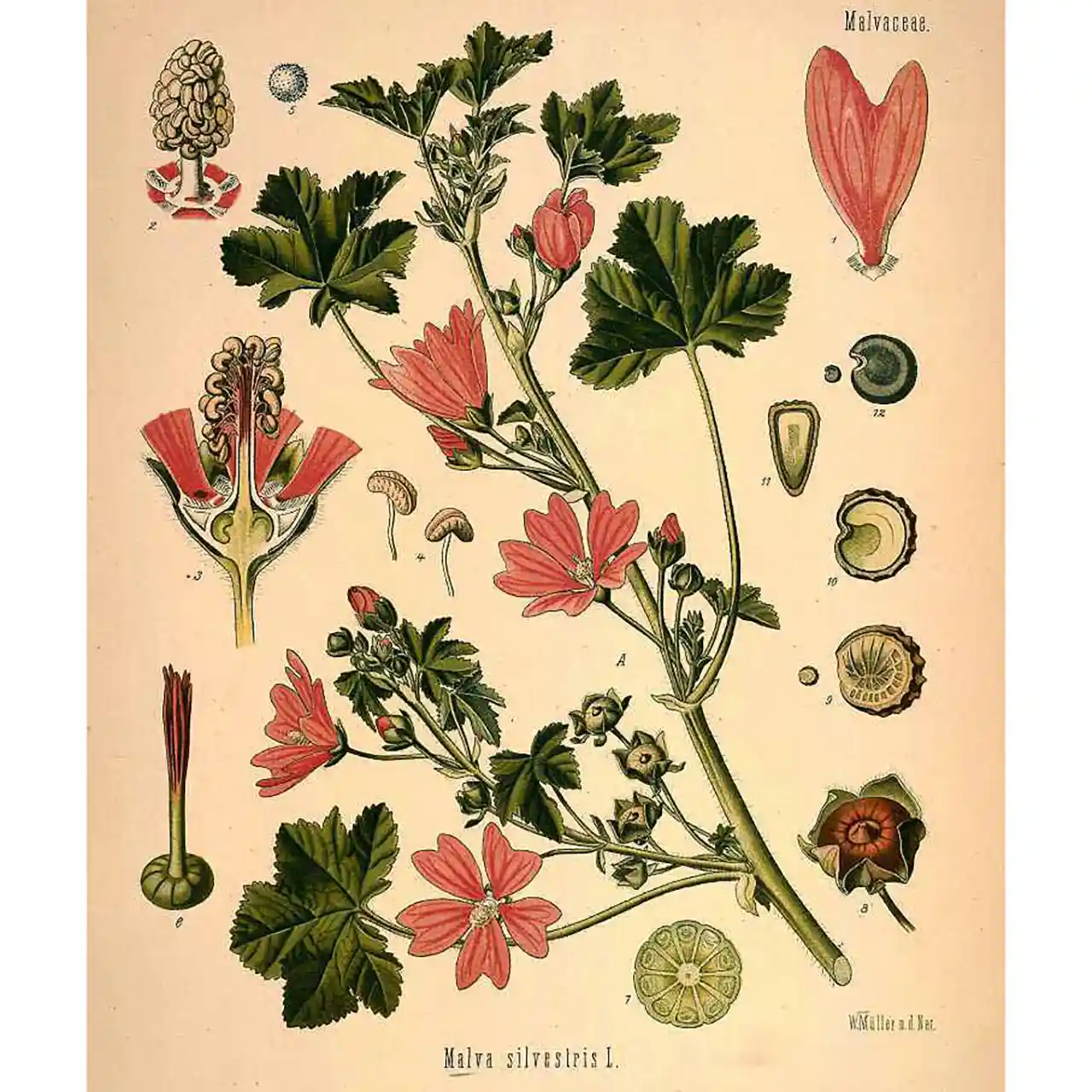 Malva - Malva sylvestris - Biologische tekeningen