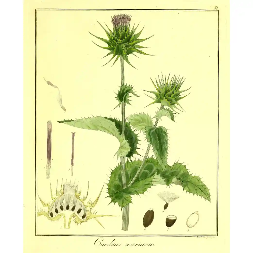 Mariadistel - Silybum marianum - Biologische tekeningen