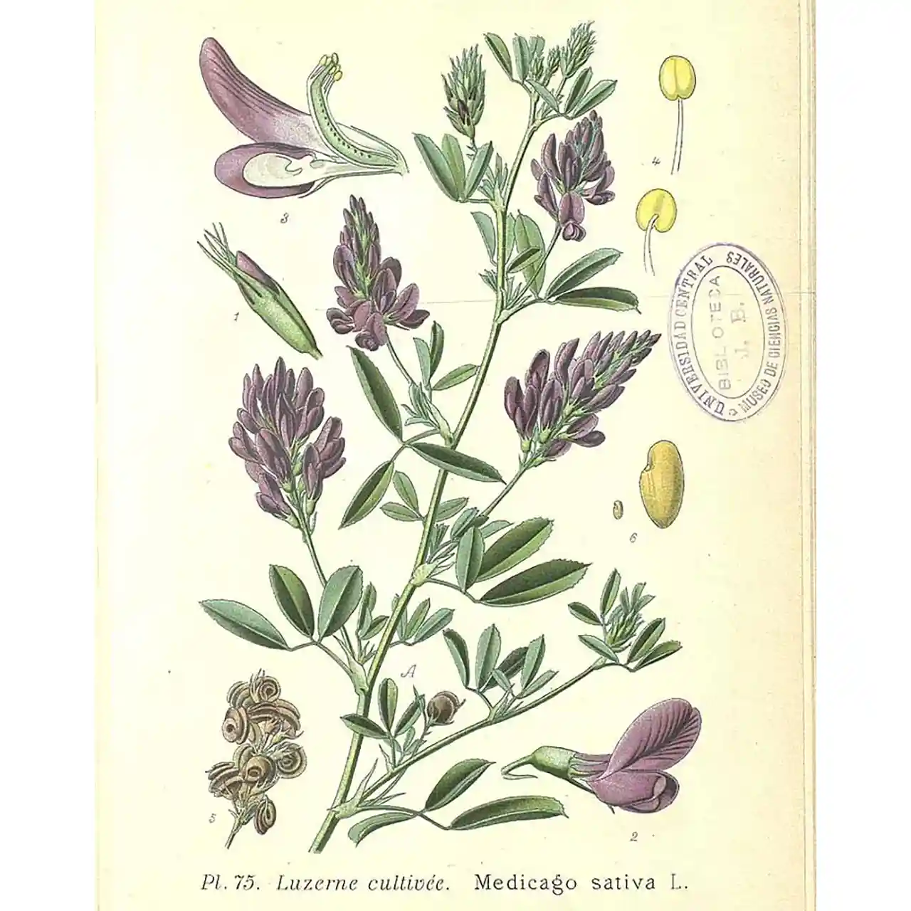 Alfalfa - Medicago sativaAbsintalsem - Artemisia absinthium - Botanische tekeningen