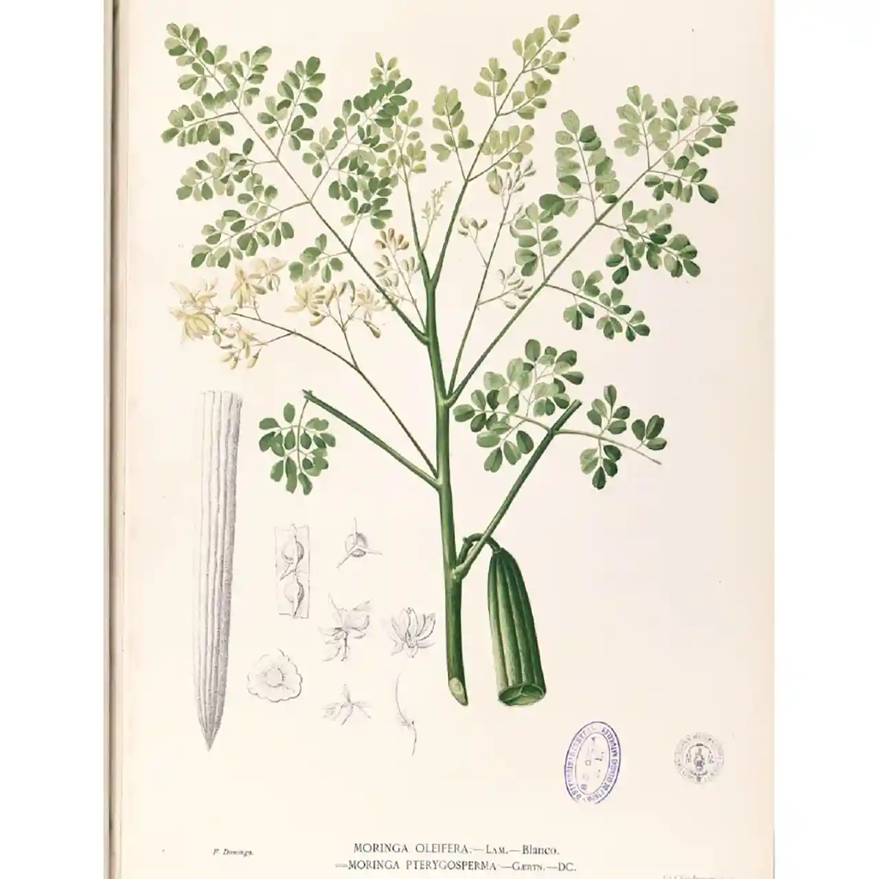 Moringa - Moringa oleifera - Biologische tekeningen